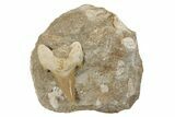 Otodus Shark Tooth Fossil in Rock - Morocco #230907-1